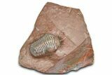 Cute Little Austerops Trilobite Fossil - Jorf, Morocco #362869-5